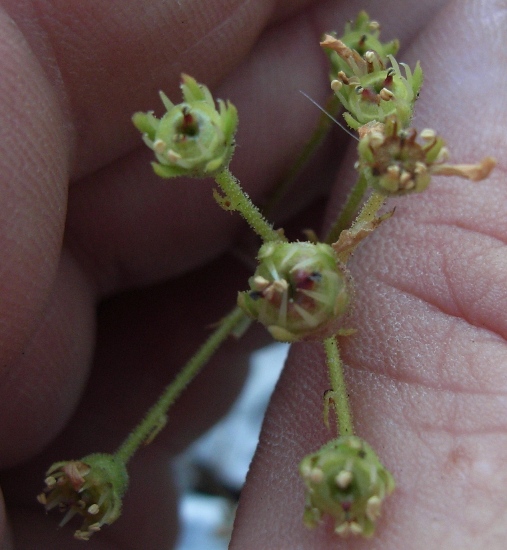 monte Miletto - Saxifraga paniculata